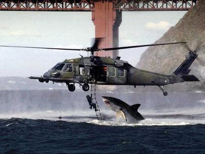  shark attack